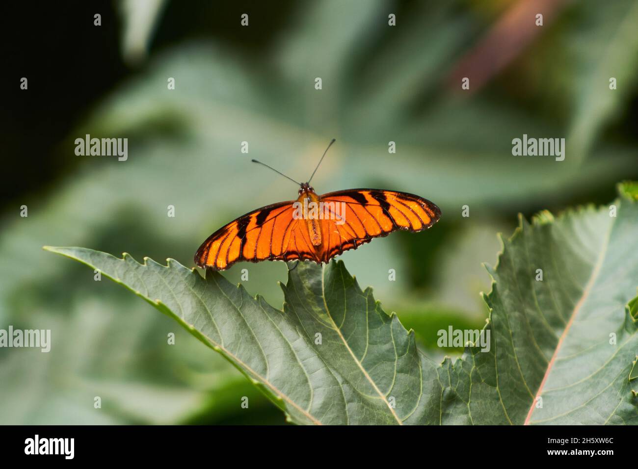 Selettivo di una farfalla su una foglia Foto Stock