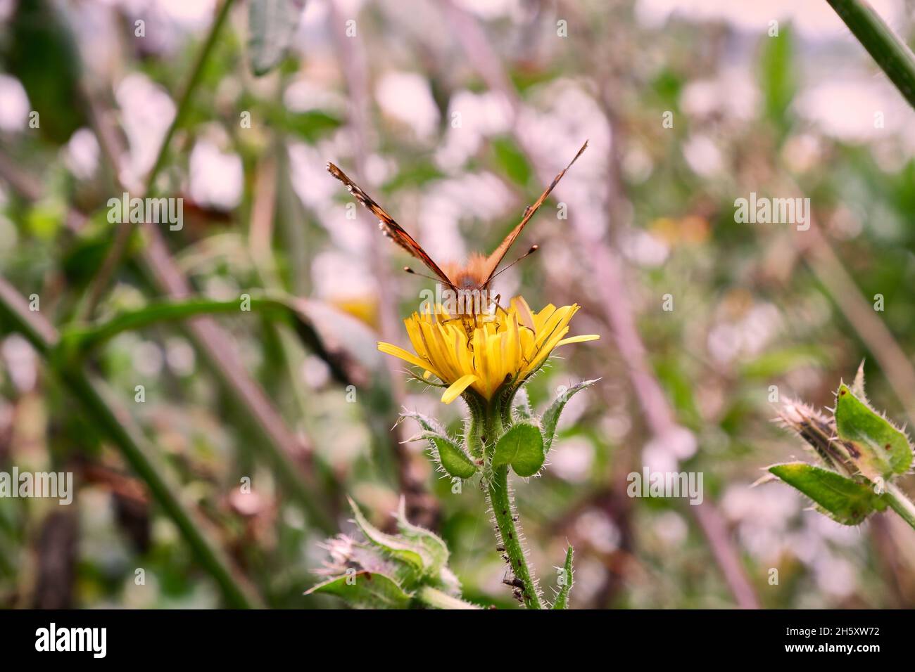 Selettivo di una farfalla su un fiore Foto Stock