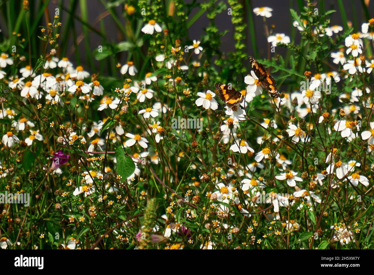 Selettivo di fiori a margherita e farfalle Foto Stock