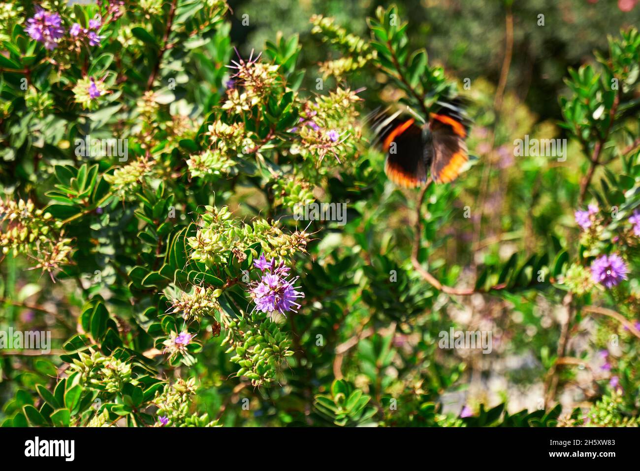 Selettivo di fiori e una farfalla in movimento Foto Stock