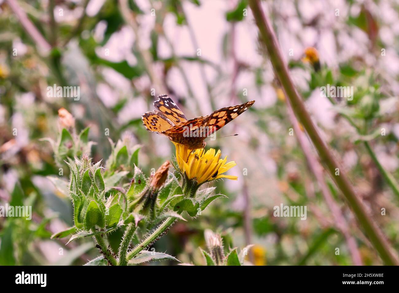 Selettivo di una farfalla su un fiore Foto Stock