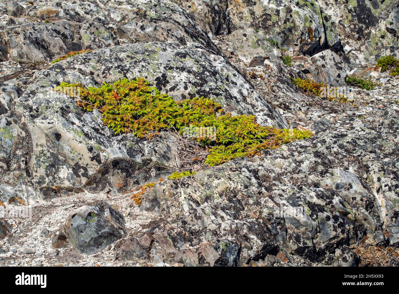 Ginepro strisciante (Juniperus horizontalis) colonia e rocce, Fogo, Terranova e Labrador NL, Canada Foto Stock