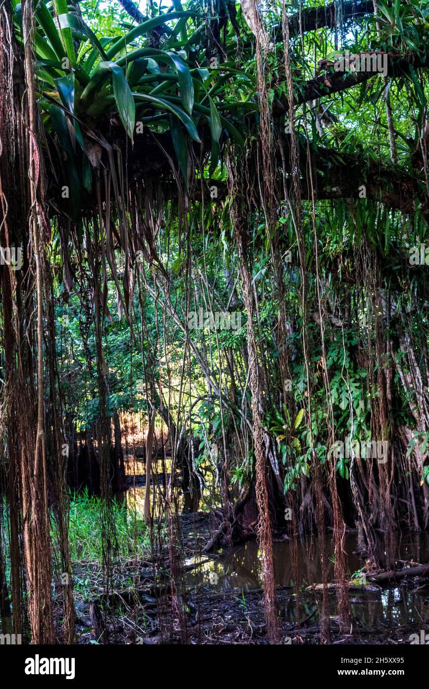 foresta di renaco (ficus citrifolia) nella giungla peruviana. Foto Stock