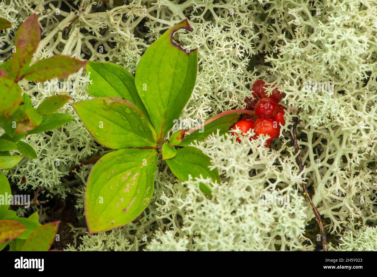 Foresta boreale, Bunchberry (Cornus canadensis) e Reindeer lichens (Cladonia rangiferina), Neys Provincial Park, Ontario, Canada Foto Stock