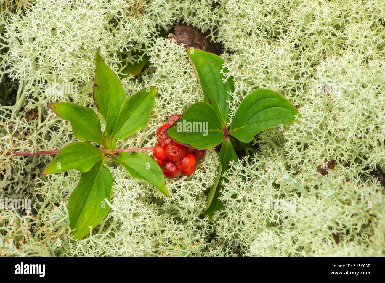 Foresta boreale, Bunchberry (Cornus canadensis) e Reindeer lichens (Cladonia rangiferina), Neys Provincial Park, Ontario, Canada Foto Stock