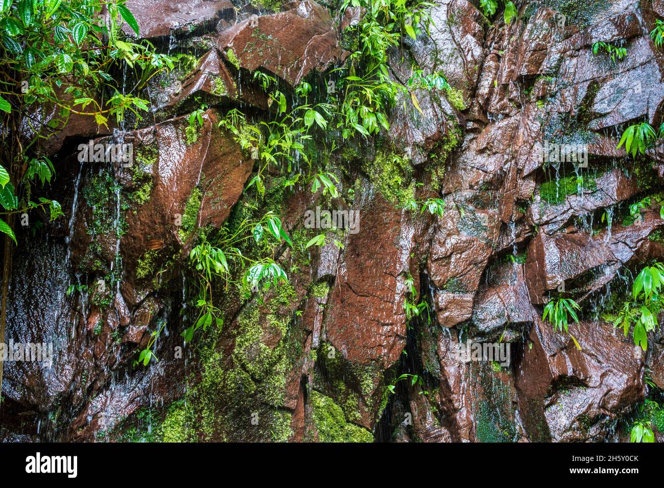 Boquerón del Padre Abad, Aguaytia, Ucayali, Perú, Sudamerica. Foto Stock