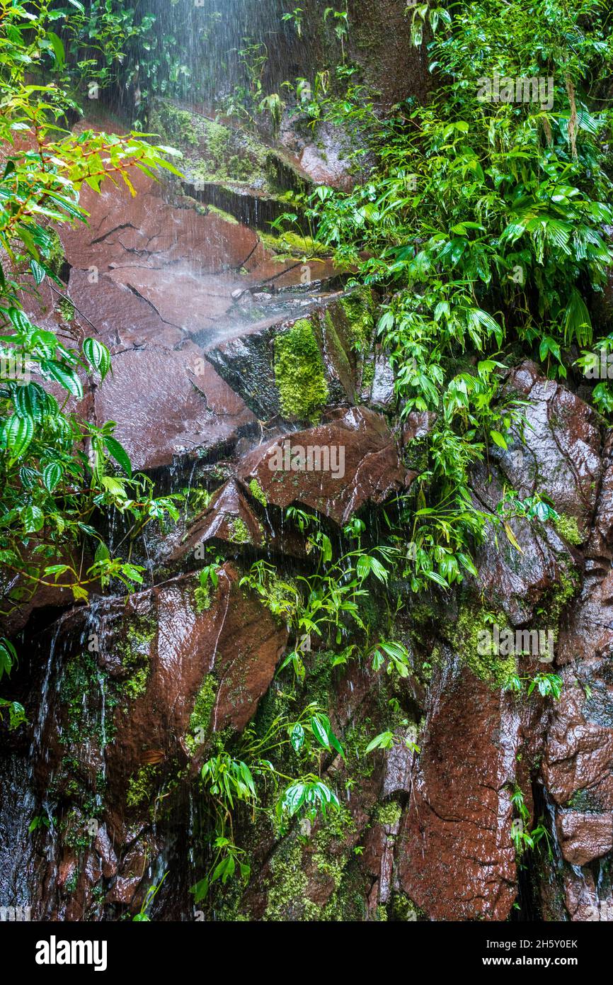 Boquerón del Padre Abad, Aguaytia, Ucayali, Perú, Sudamerica. Foto Stock