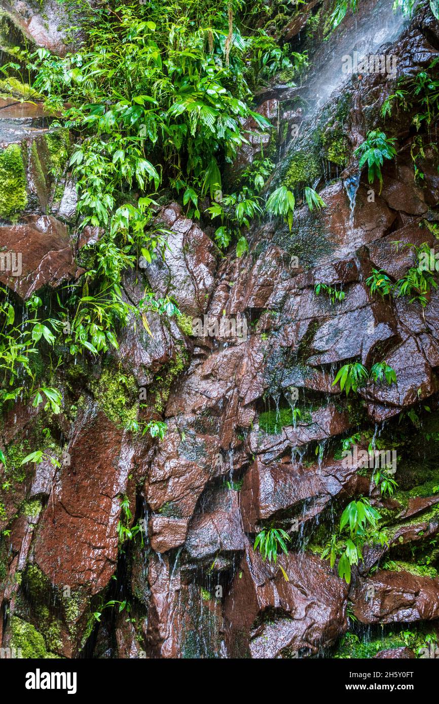 Boquerón del Padre Abad, Aguaytia, Ucayali, Perú, Sudamerica. Foto Stock