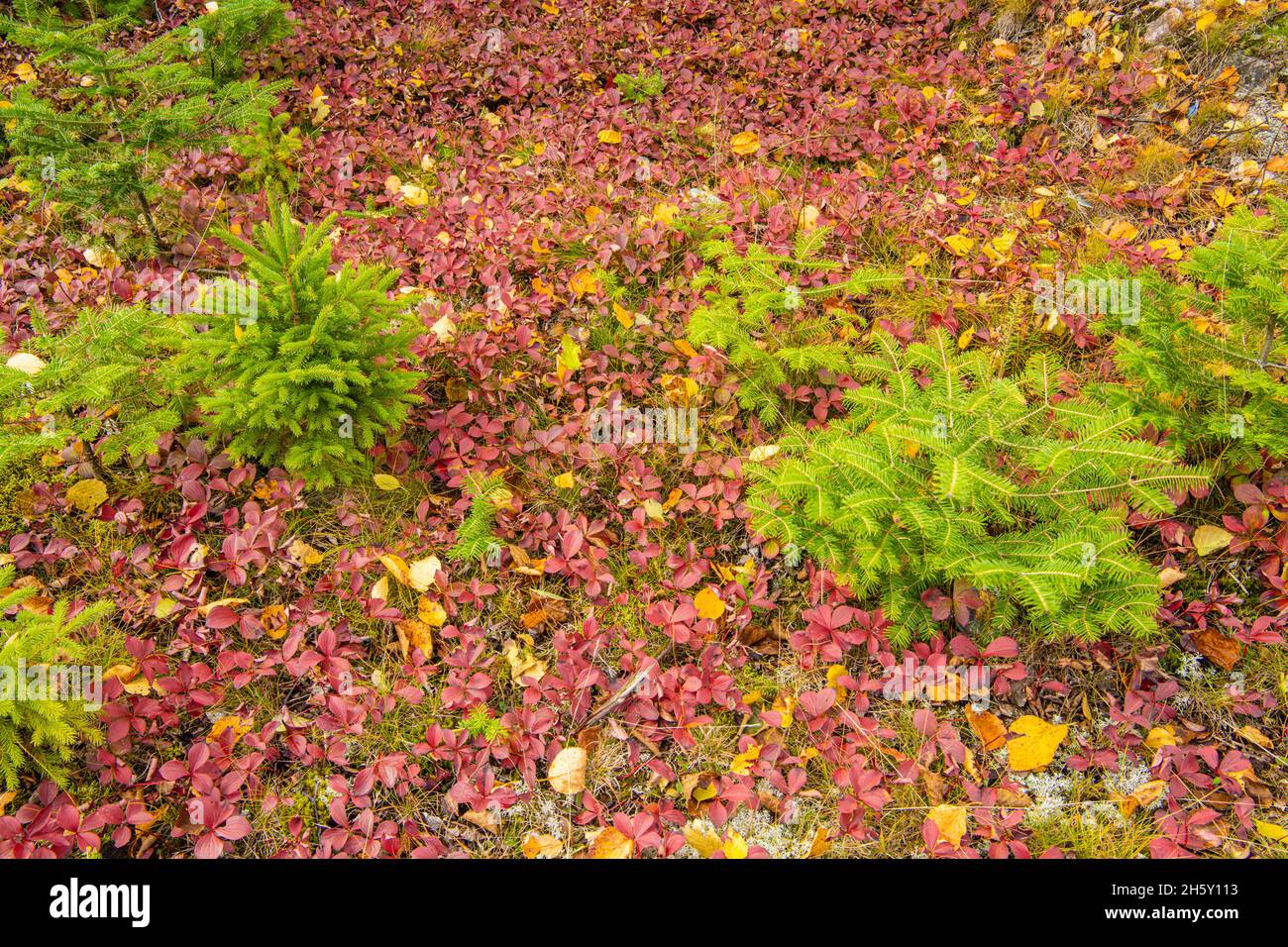 Bunchberry (Cornus canadensis) in autunno, Lake Superior Provincial Park, Ontario, Canada Foto Stock