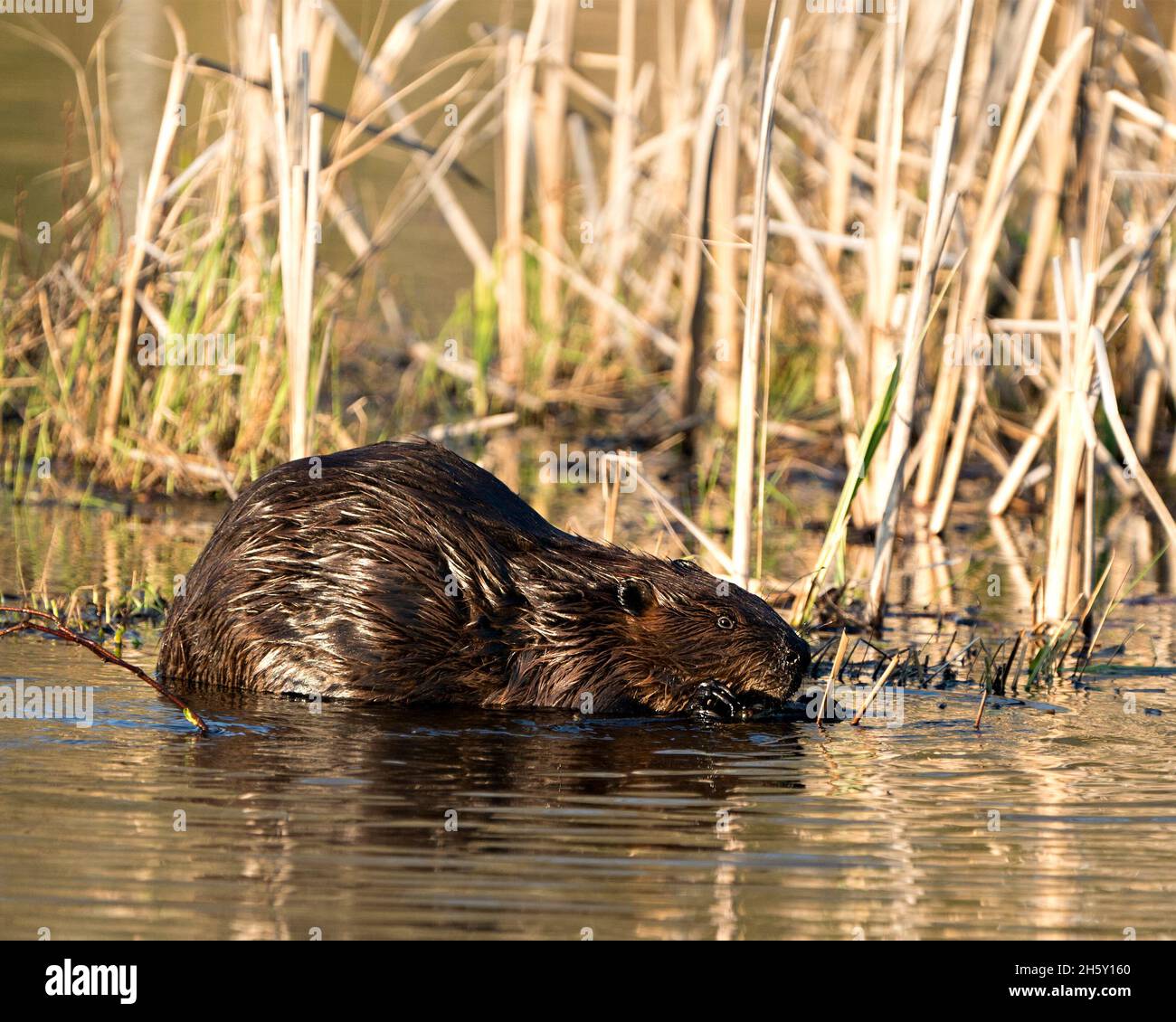 Beaver primo piano profilo vista mangiare albero corteccia di ramoscello nel laghetto con sfondo sfocato fogliame nel suo ambiente e habitat. Immagine. Immagine. Foto Stock