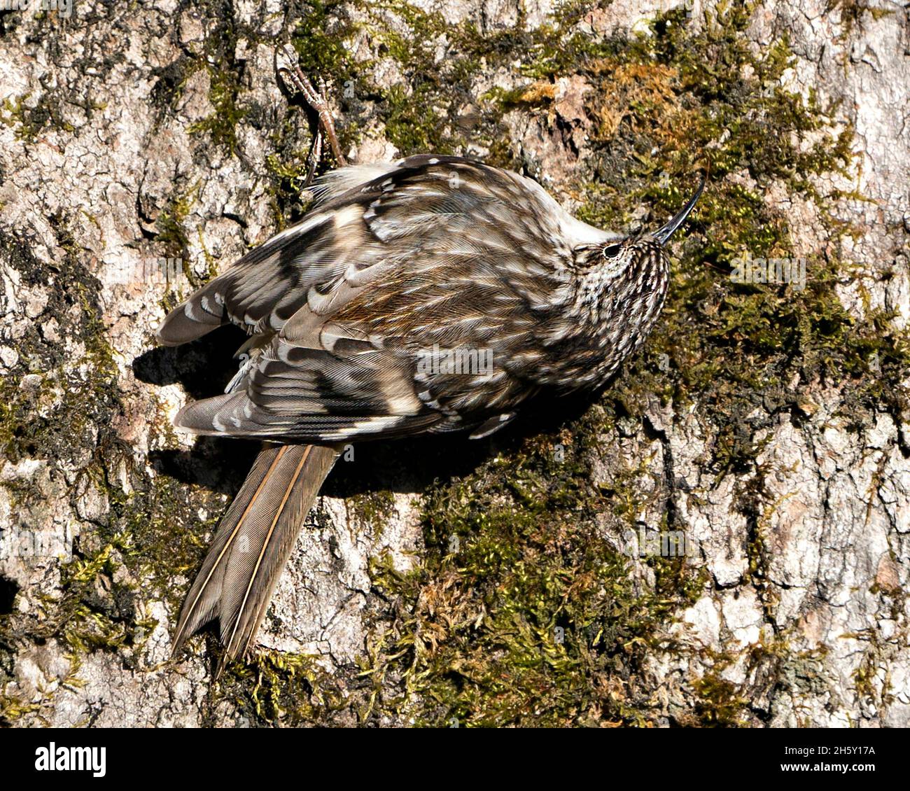 Marrone Creeper uccello su un tronco di albero in cerca di insetti nel suo ambiente e mostrando piume marrone, gancio artigli curvo. Primo piano. Riduttore ad albero. Foto Stock