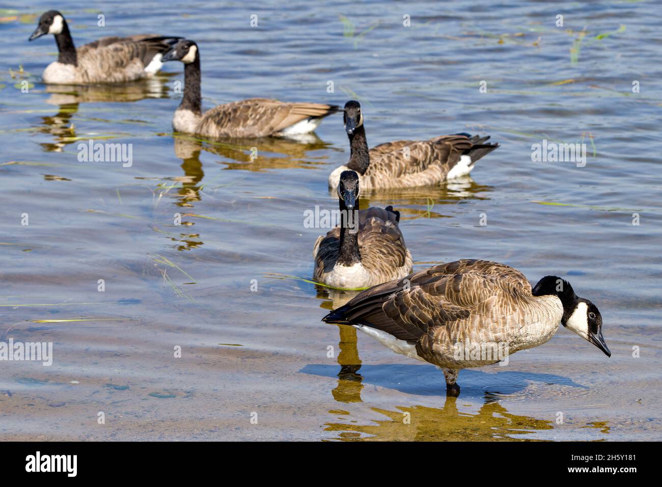 Canada Geese Birds colonia gruppo nuoto nel loro ambiente e habitat circostante, Geese Image. Immagine. Verticale. Foto. Foto Stock