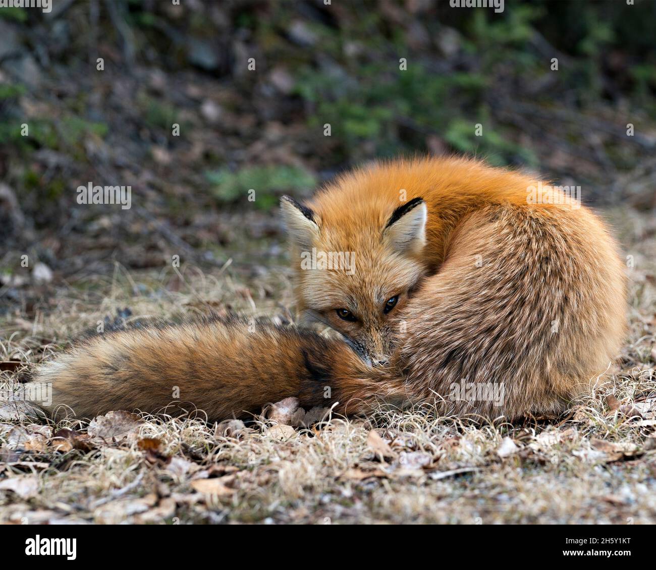 Red Fox primo piano nella stagione primaverile con sfondo sfocato nel suo ambiente e habitat che mostra coda e pelliccia folta. Immagine Fox. Immagine. Foto Stock