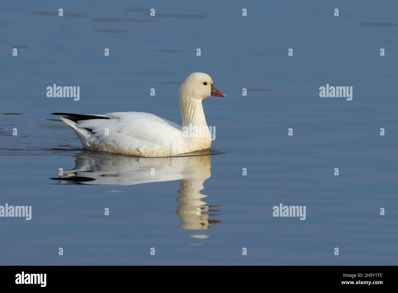 Ross's Goose (Anser rossii) 05 novembre 2021 Colusa County California USA Foto Stock