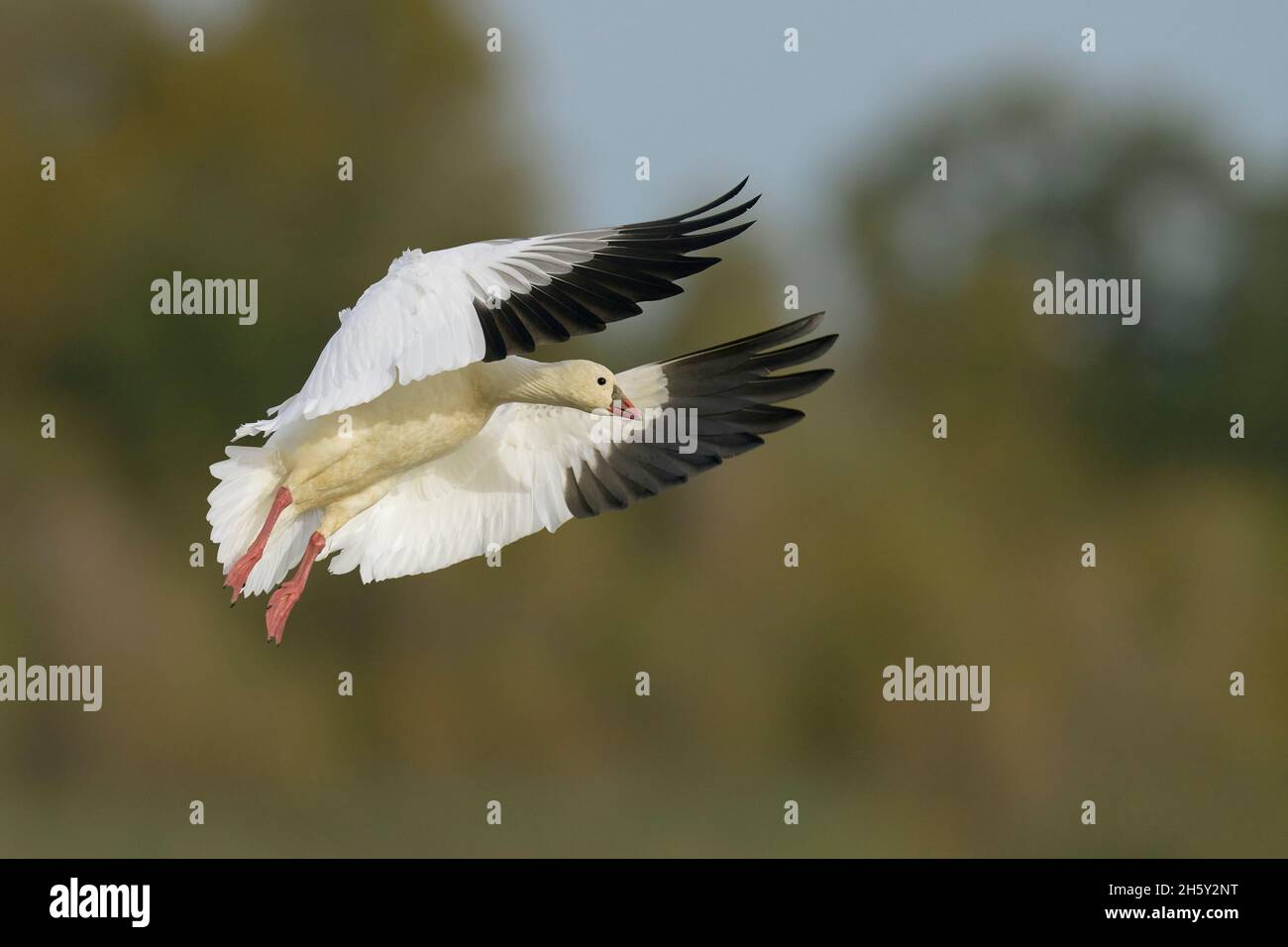 Ross's Goose (Anser rossii) 05 novembre 2021 Colusa County California USA Foto Stock