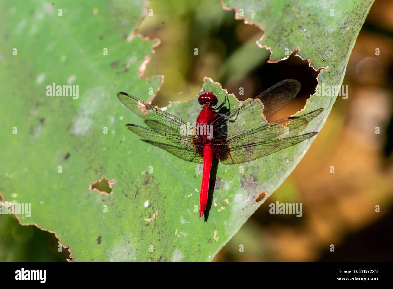 libellula rossa amazzonica Foto Stock