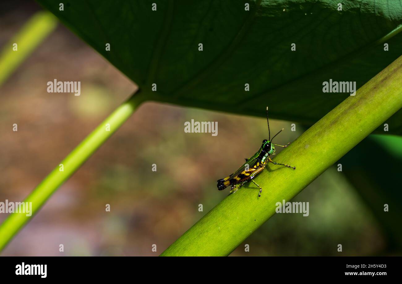 insetto amazzonico Foto Stock