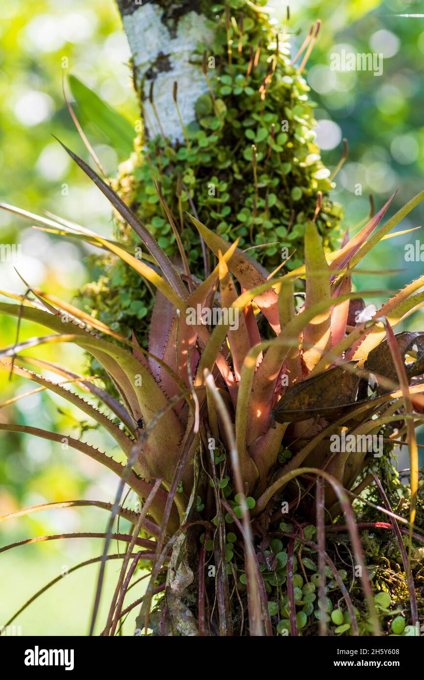 Impianto di bromelia nella foresta amazzonica Foto Stock