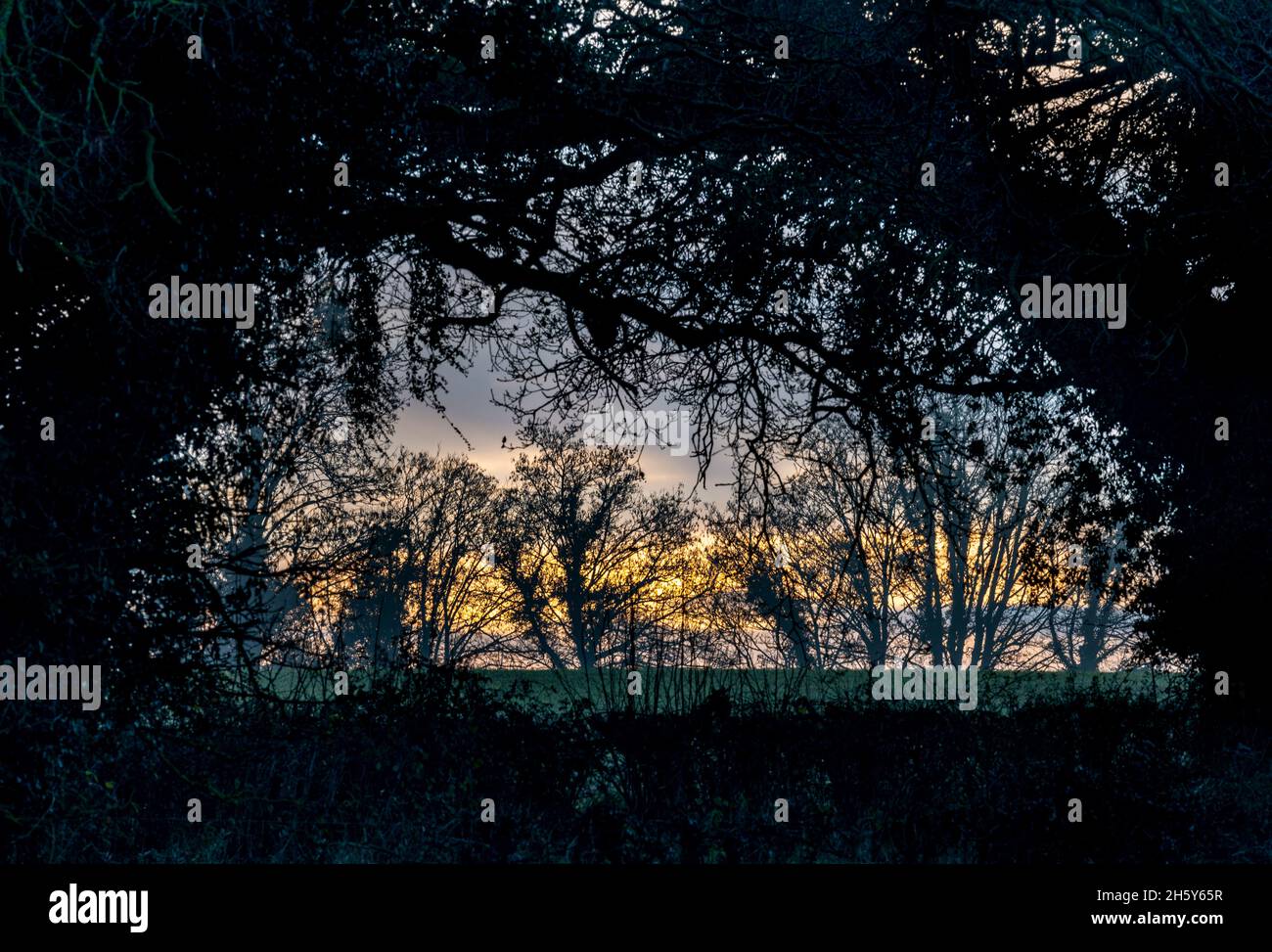 Alberi astratti che si inarcano per creare cornice di bellissimo tramonto invernale nella campagna inglese. Foto Stock