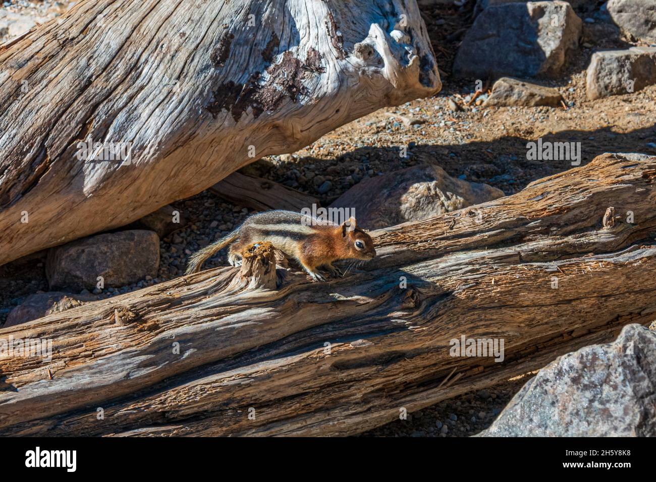 Scoiattolo del Monte Alberta Foto Stock