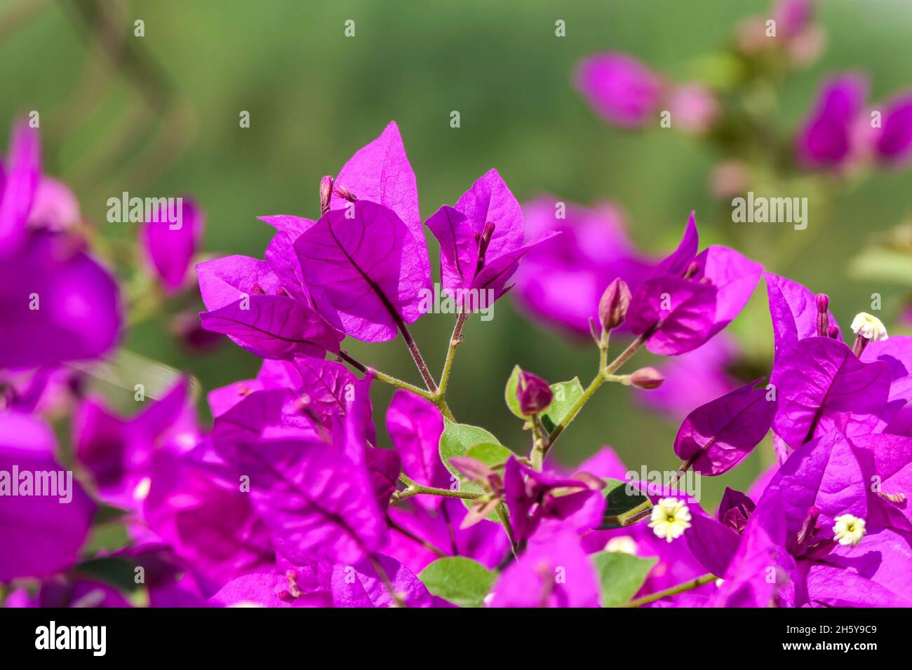 Foglie multicolore di Bougainvillea pianta da vicino su uno sfondo sfocato. Messa a fuoco selettiva Foto Stock