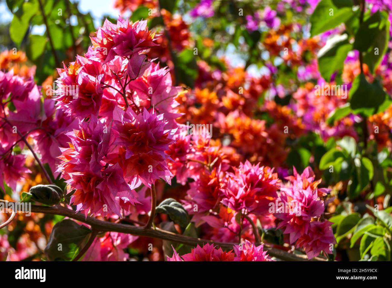 Foglie multicolore di Bougainvillea pianta primo piano su uno sfondo sfocato. Messa a fuoco selettiva Foto Stock