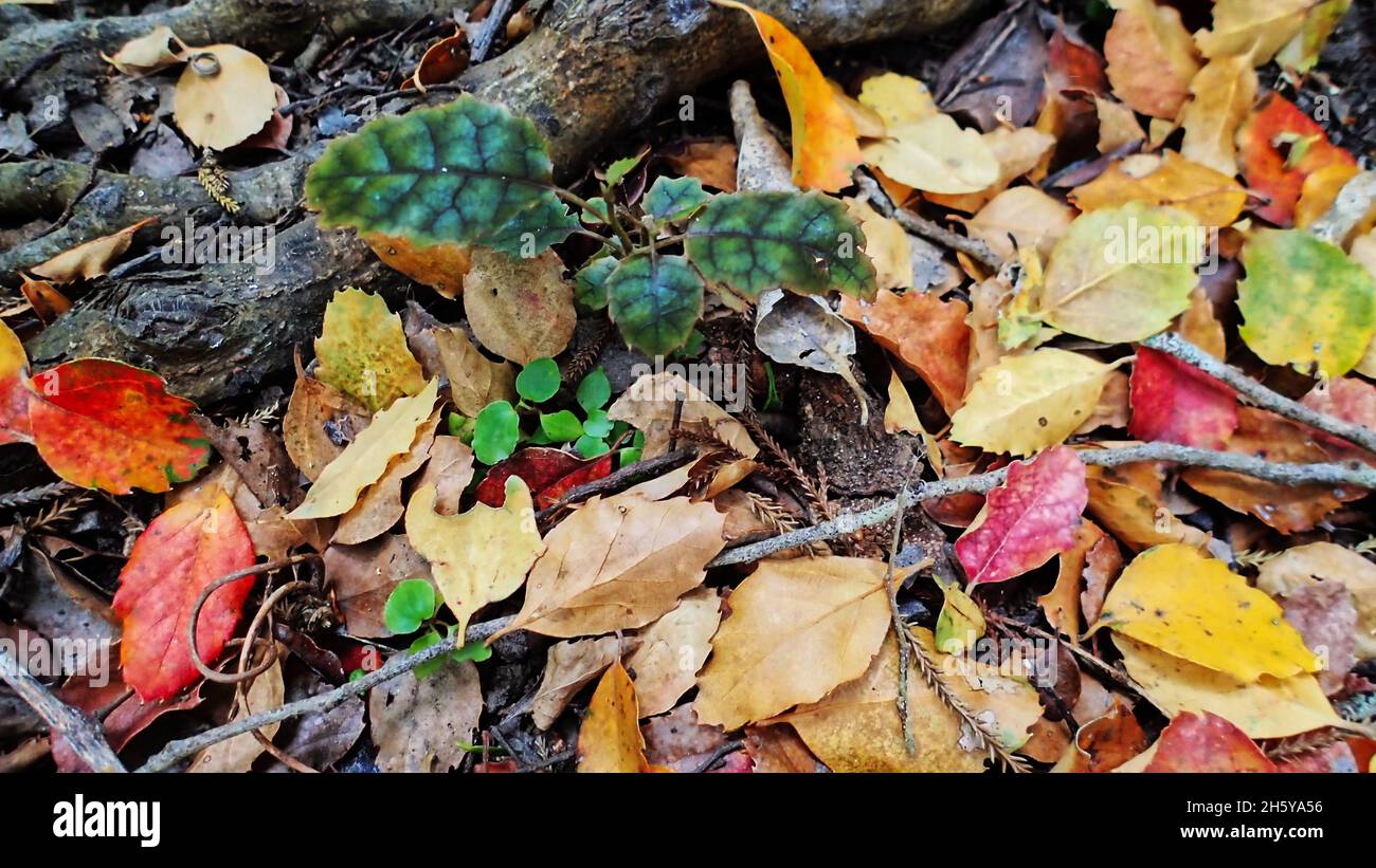 Un faggio rosso (Nothofagus fusca) che cresce dalle radici della madre, circondato da foglie di faggio. Foto Stock