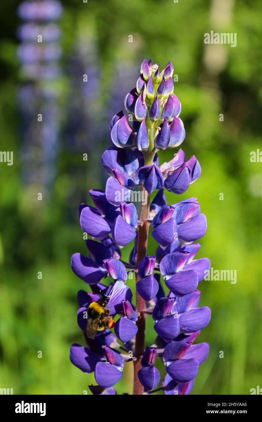 Bumblebee sul fiore viola Lupin Foto Stock