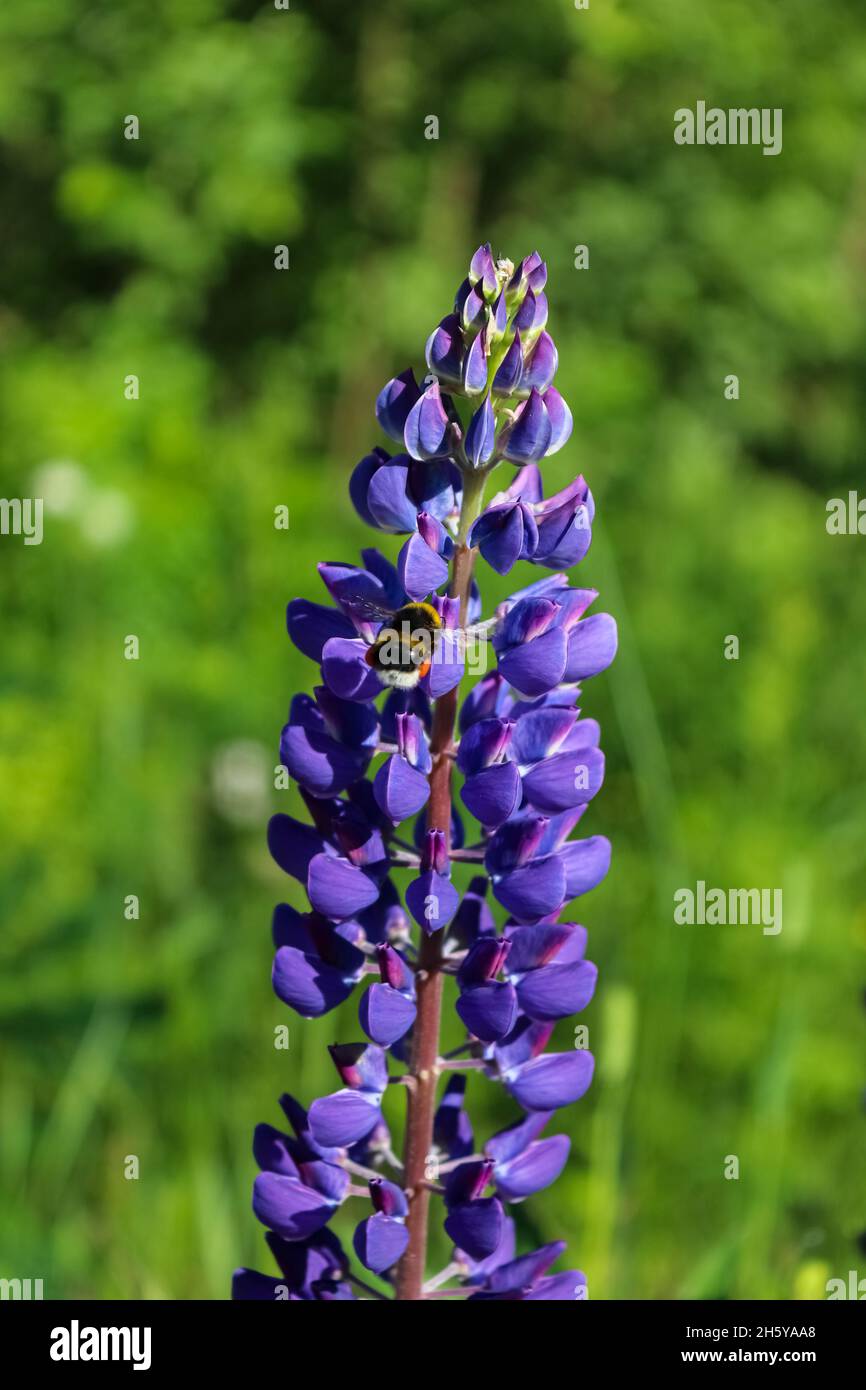 Bumblebee sul fiore viola Lupin Foto Stock