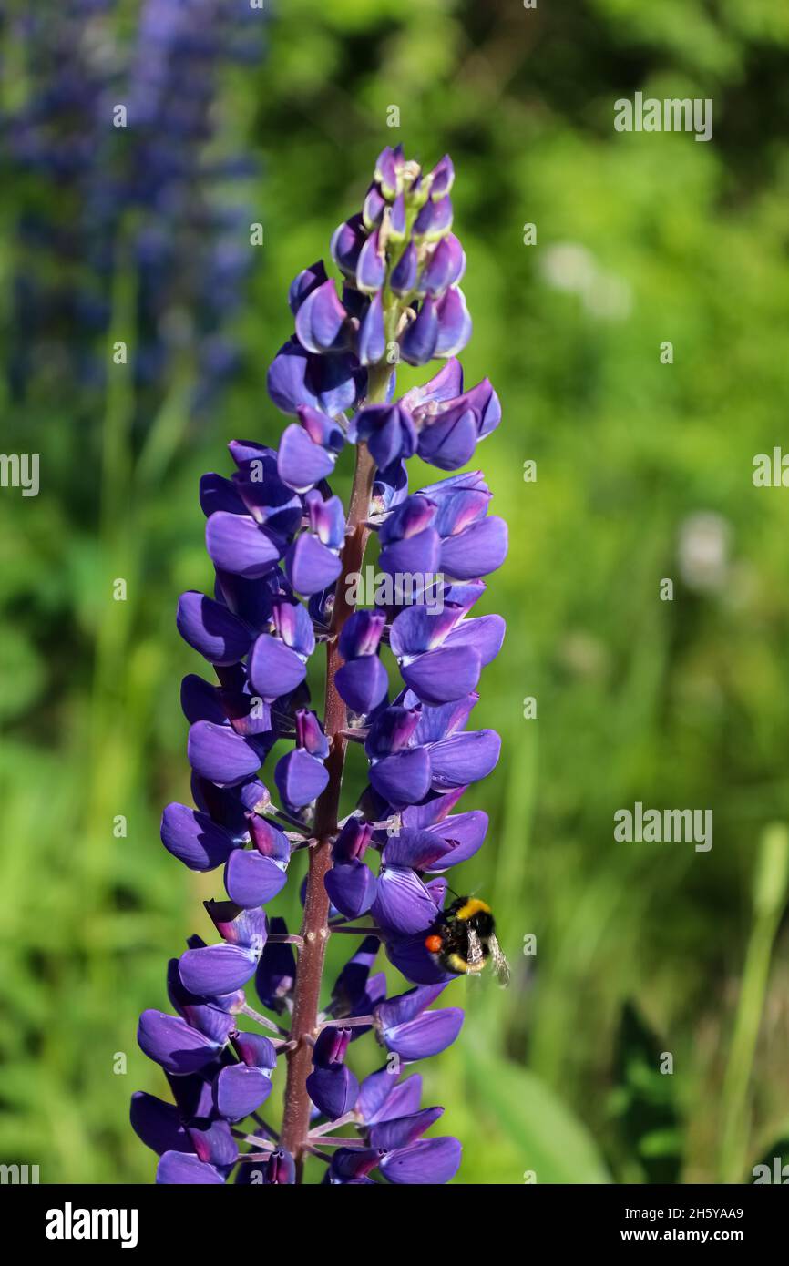 Bumblebee sul fiore viola Lupin Foto Stock