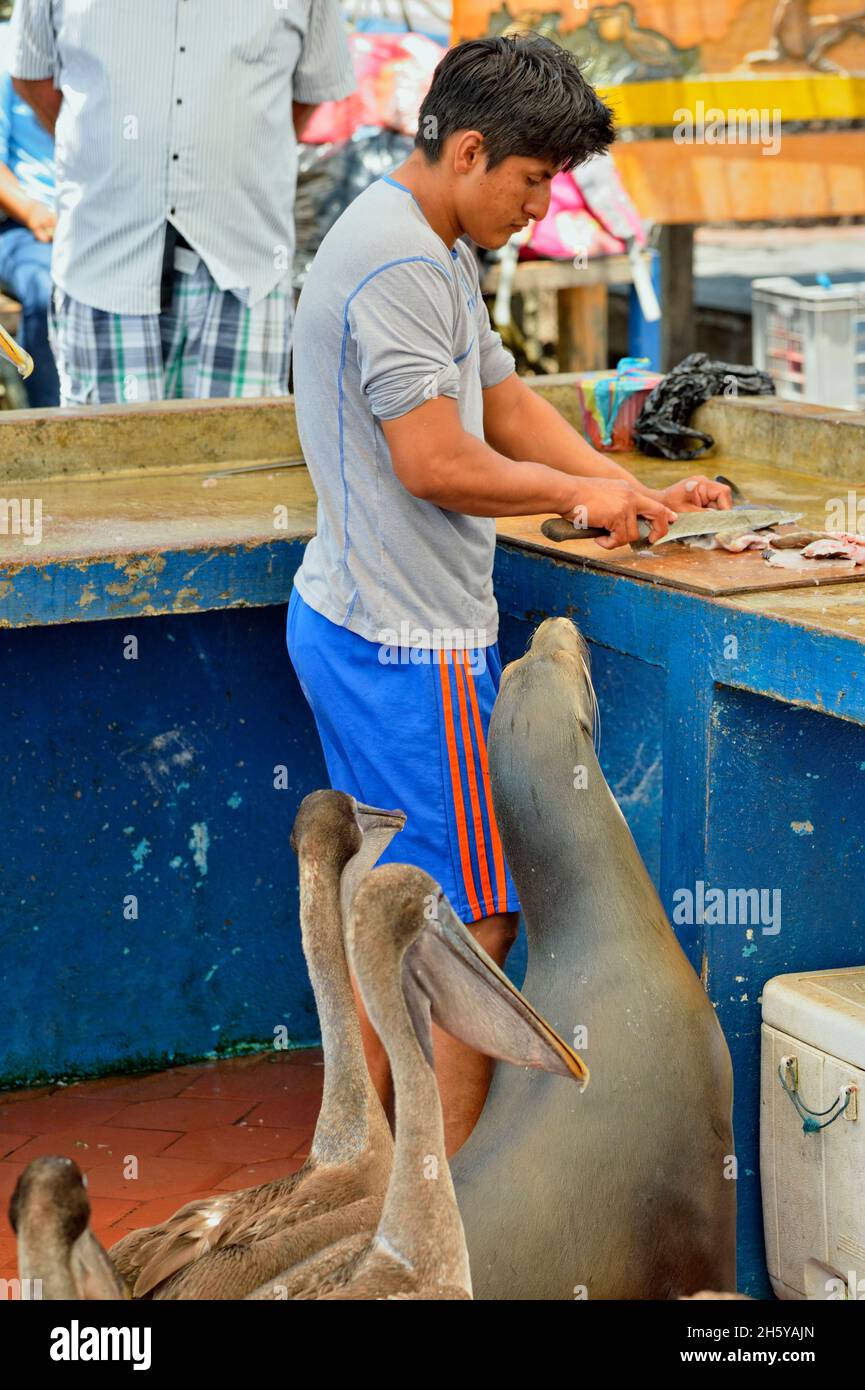 Preparazione del pesce in vendita sul mercato del pesce, con pellicani e leoni marini interessati, Puerto Aroya, Isola di Santa Cruz, Ecuador Foto Stock