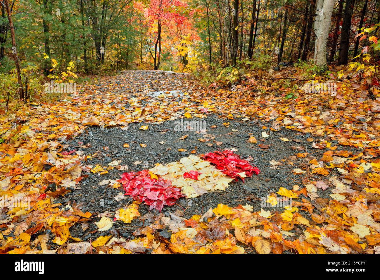 Le foglie autunnali si sono formate in una bandiera canadese sul Trans Canada Trail presso la Lake Laurentian Conservation Area, Greater Sudbury, Ontario, Canada Foto Stock