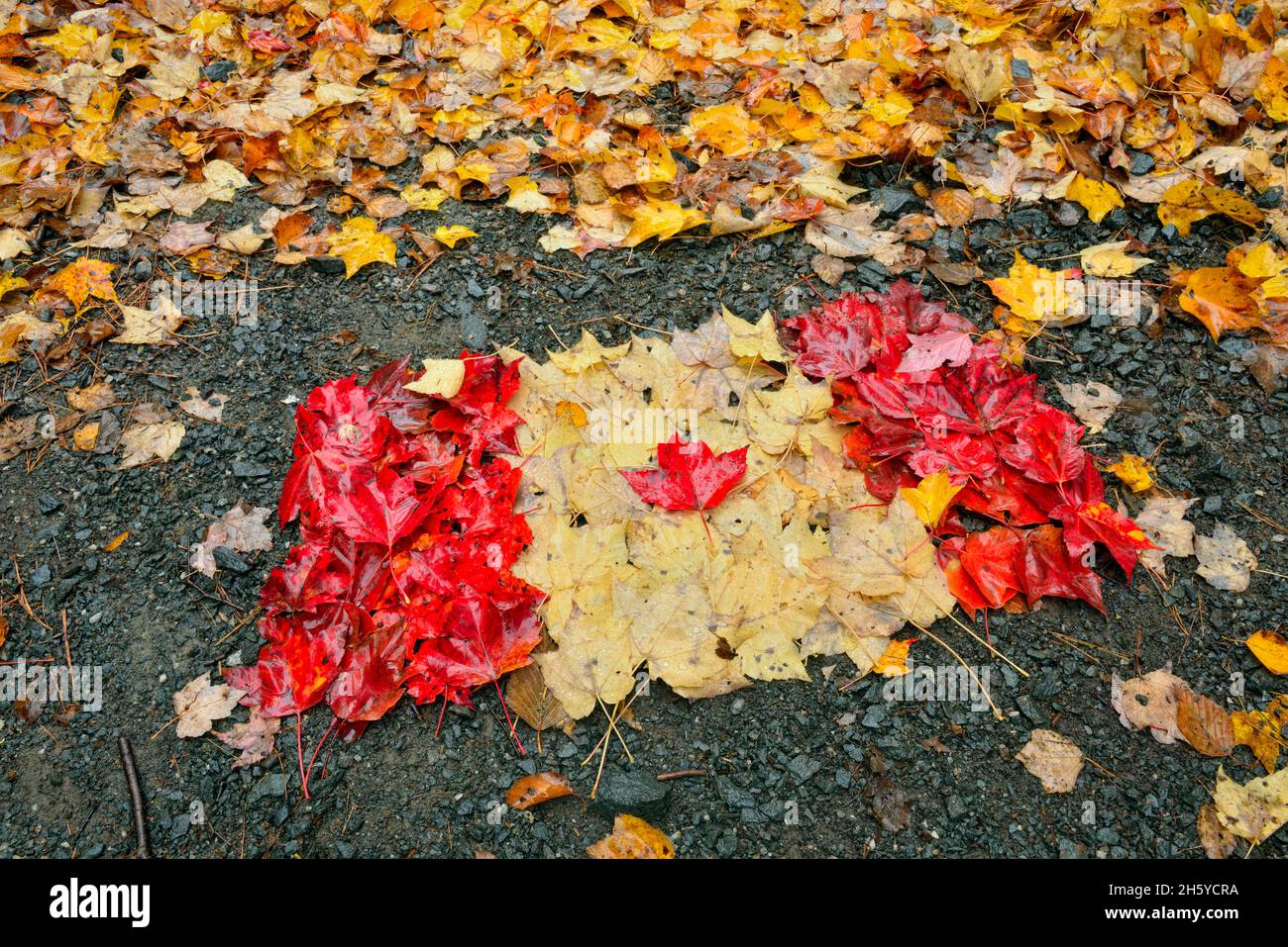 Le foglie autunnali si sono formate in una bandiera canadese sul Trans Canada Trail presso la Lake Laurentian Conservation Area, Greater Sudbury, Ontario, Canada Foto Stock