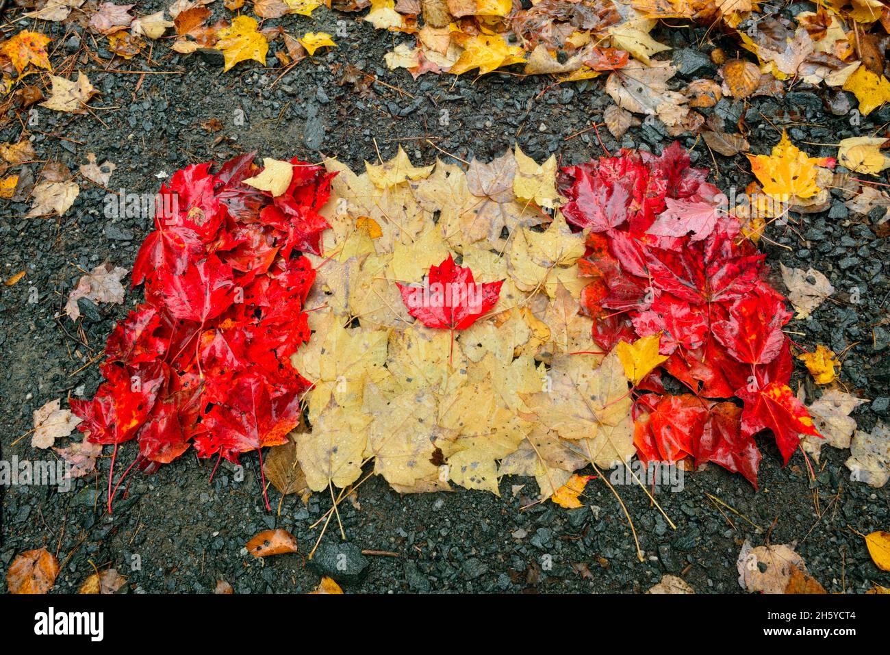 Le foglie autunnali si sono formate in una bandiera canadese sul Trans Canada Trail presso la Lake Laurentian Conservation Area, Greater Sudbury, Ontario, Canada Foto Stock