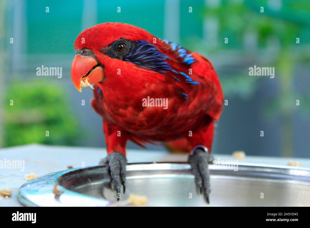 Pappagallo di Macaw rosso alla città del film di Ramoji, Hyderabad, Telangana, India Foto Stock