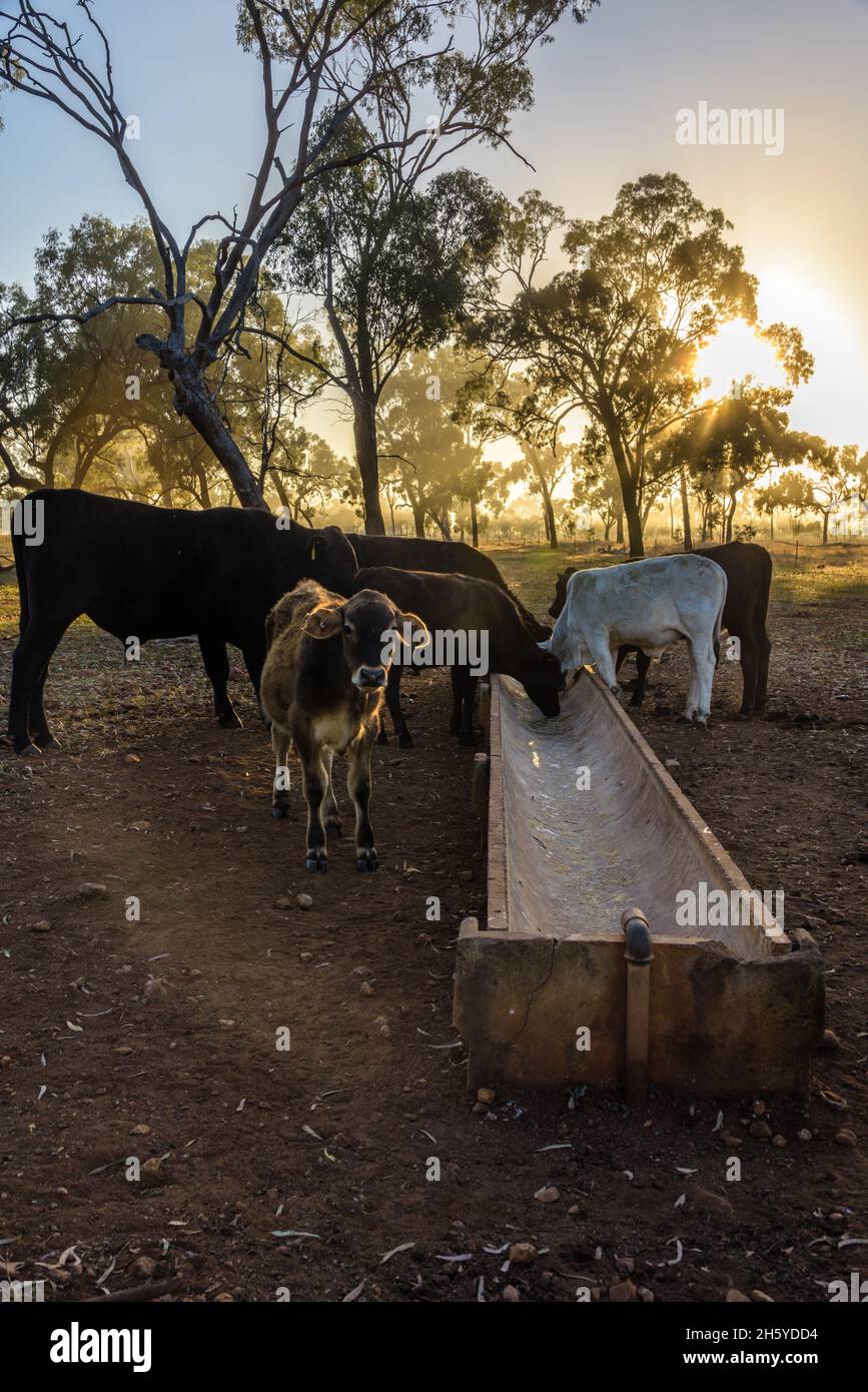 Mattina fredda e nebulosa in una proprietà del Queensland occidentale con una folla di bovini che vengono per un mangime da un trogolo di cemento in Outback Australia. Foto Stock