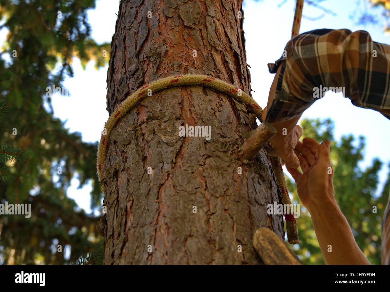 Sezione centrale dell'uomo che usa la corda per il lavoro nella foresta Foto Stock