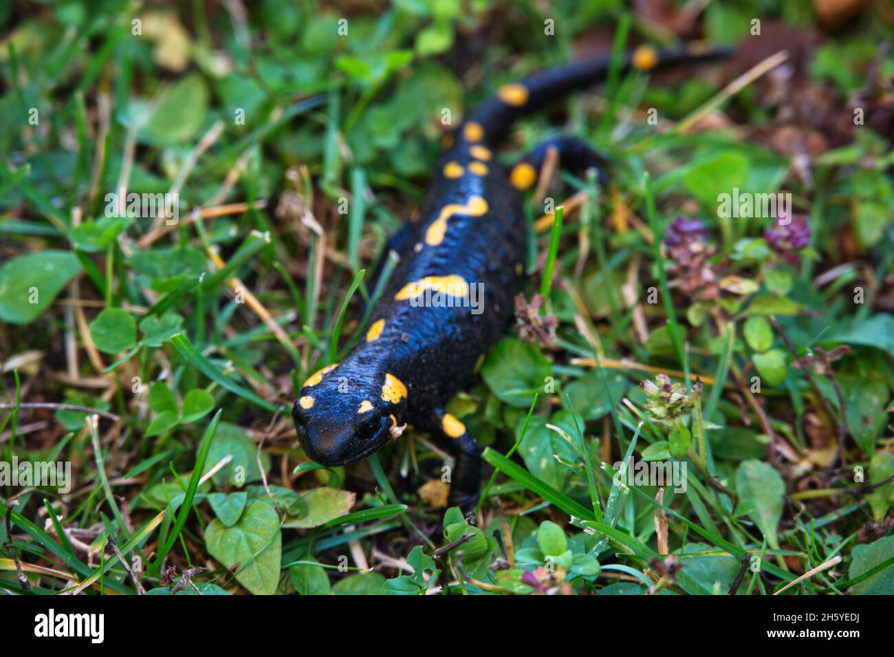 Primo piano di salamandro giallo nero macchiato nell'erba Foto Stock