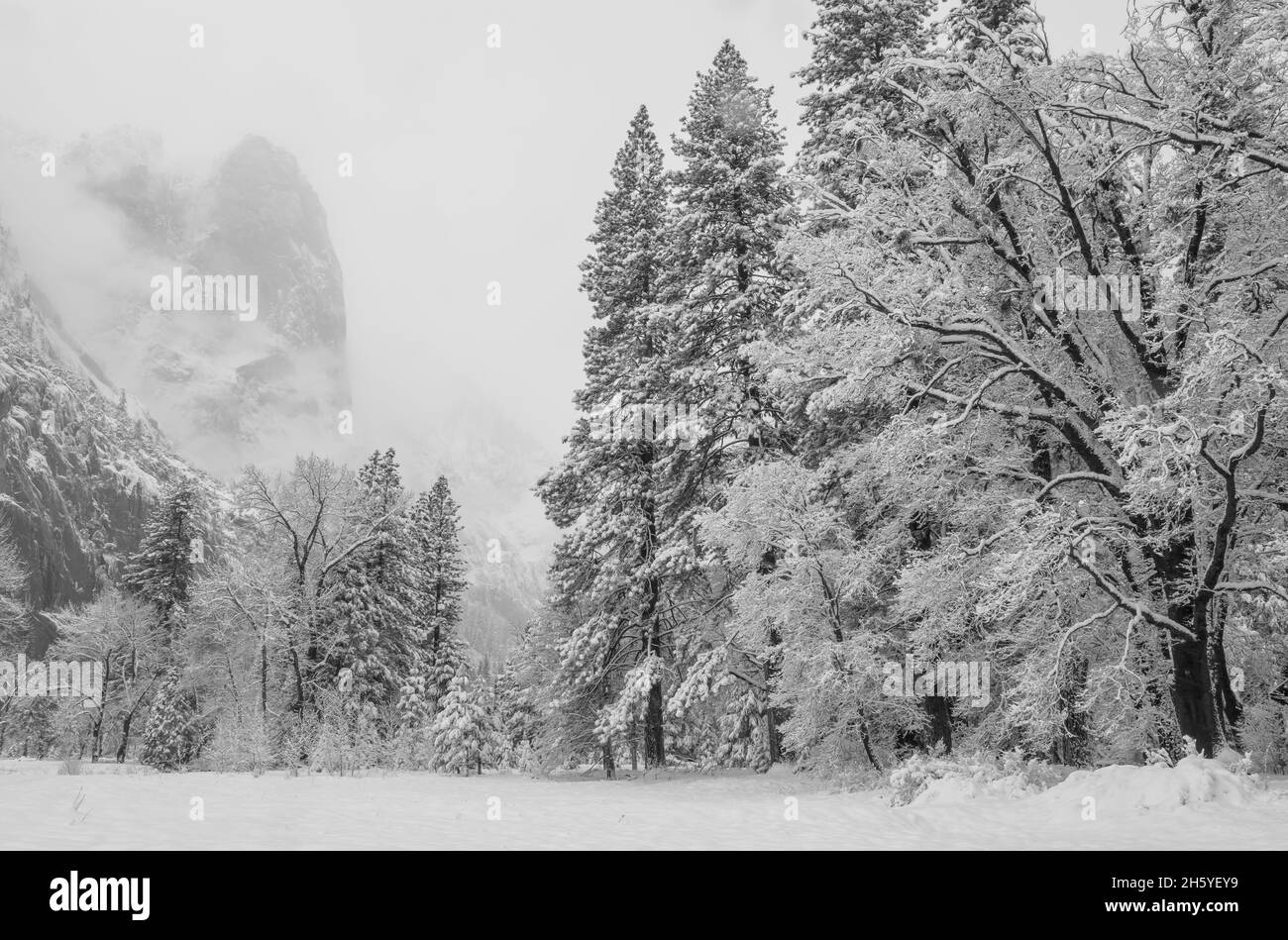 Nuova coperta di neve fresca la Yosemite Valley a Cook Meadow dopo una tempesta notturna, Yosemite National Park, California, USA. Foto Stock