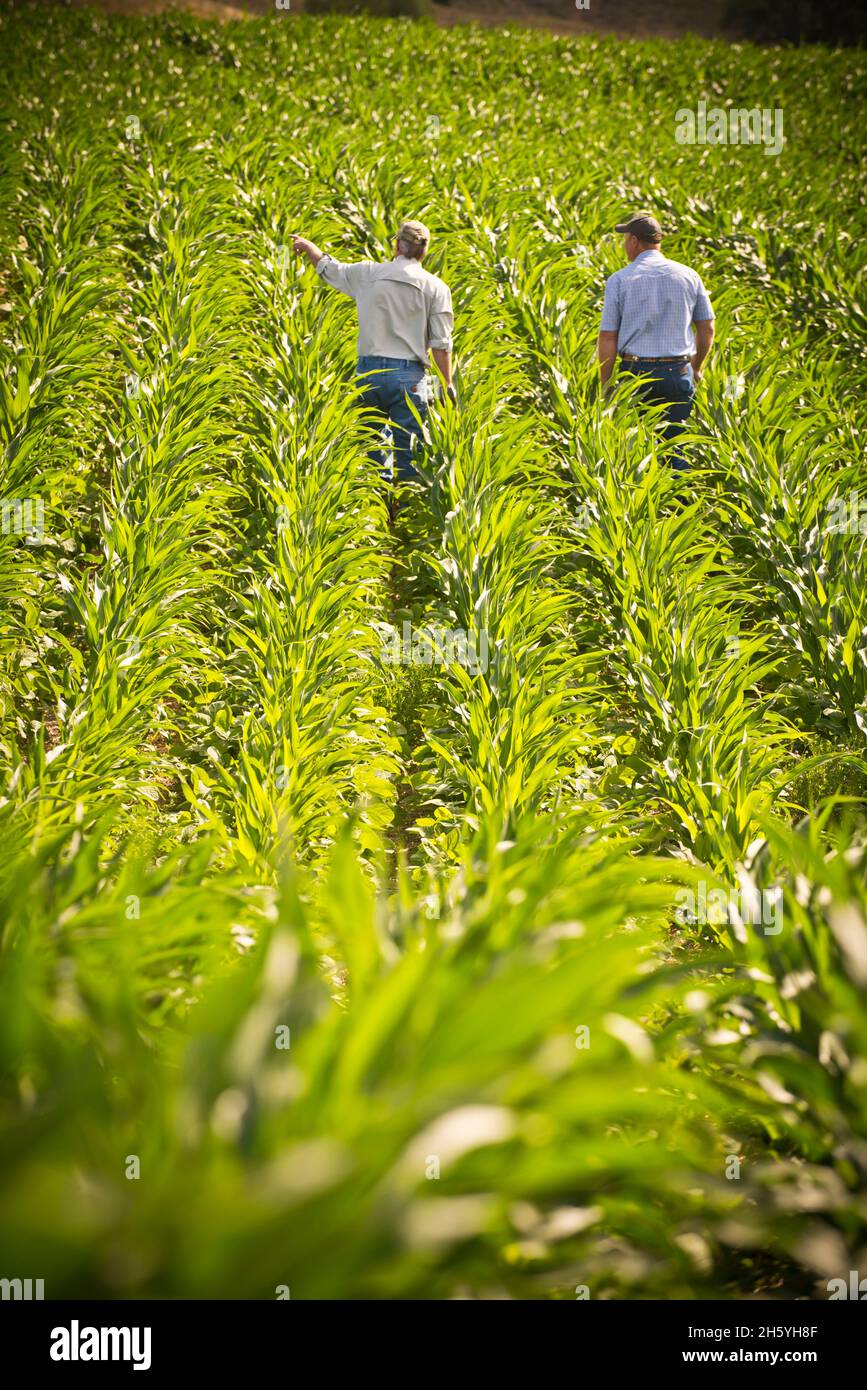 Un conservazionista parla con un coltivatore circa la condizione del suo suolo sotto un sistema no-till piantato a mais e soia in file alternate. Giugno 2017. Foto Stock