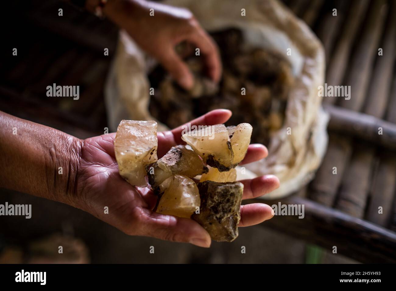 Luglio 2017. Primo piano della resina Almacega (Agathis philippinensis) è uno dei principali prodotti forestali non legnosi che guidano l'economia locale. Kayasan, Barangay Tagabinet, Palawan, Filippine. Foto Stock