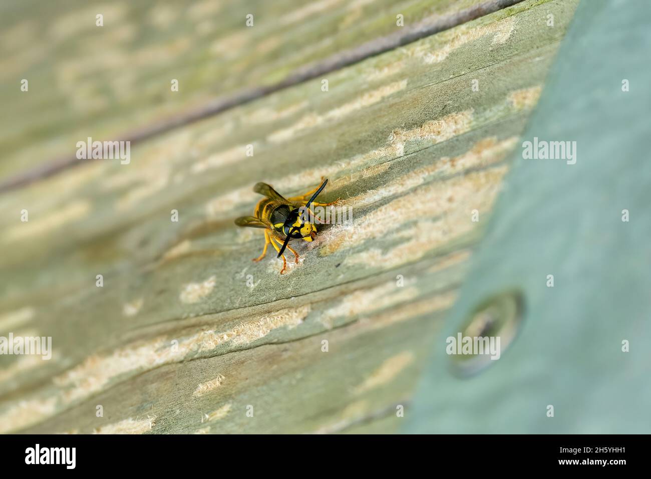 Carta Wasp raccogliendo fibre di legno per nido costruzione. Una vespa gialla e nera. Fuori su un asse di legno. Vista dalla parte anteriore. Spelatura del legno Foto Stock