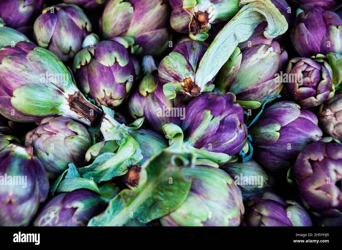 Carciofi Globe Italiano viola a Sorrento, sul Golfo di Napoli, Italia. Foto Stock