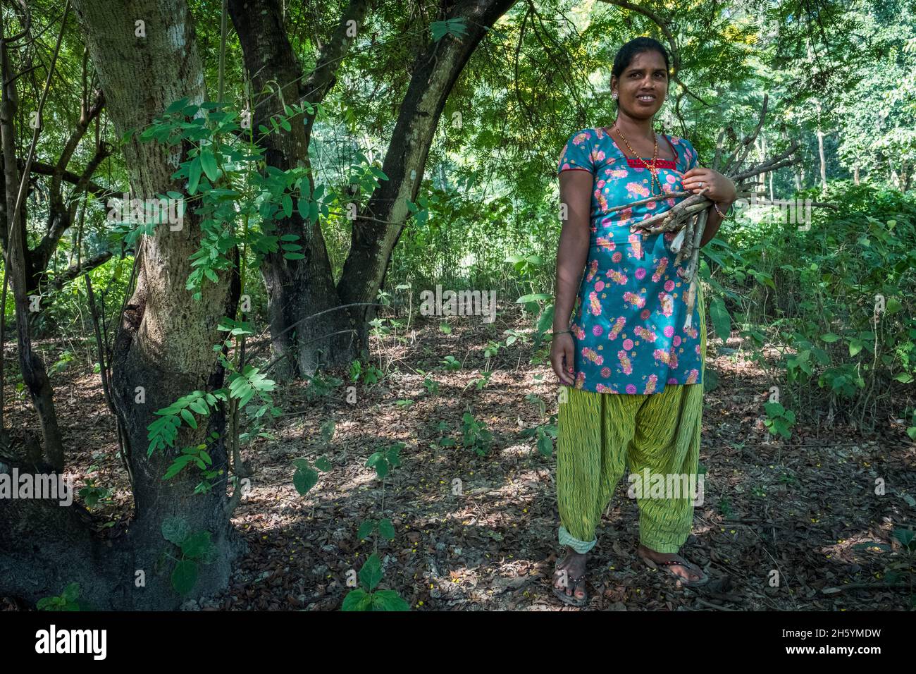 Novembre 2017. Il Musahar, una comunità socialmente emarginata e povera che si affida strettamente alla foresta per la sussistenza, è permesso raccogliere il legno combustibile per uso personale ogni Mercoledì nella zona tampone di Bagmara. Sauraha, distretto di Chitwan, Nepal. Foto Stock