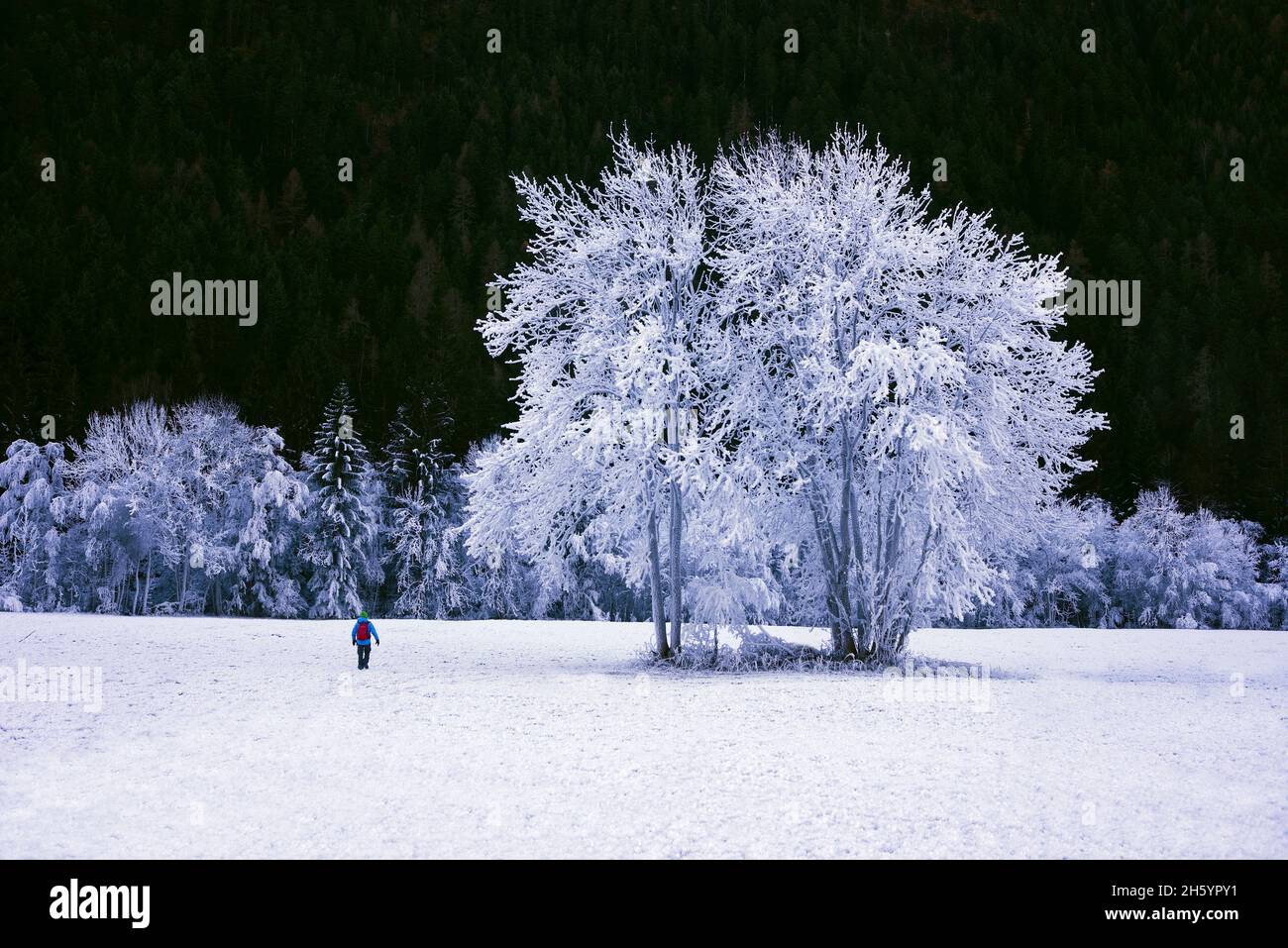FRANCIA, SAVOIA ( 73 ) BOURG SAINT MAURICE, LA NATURA IN INVERNO Foto Stock