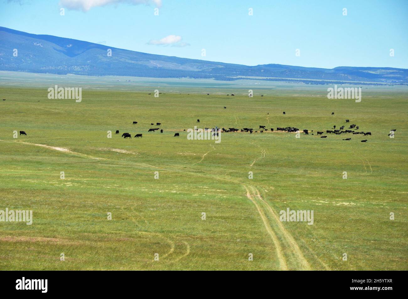 Bestiame al Paint Rock Angus Ranch.June 27, 2013. Foto Stock