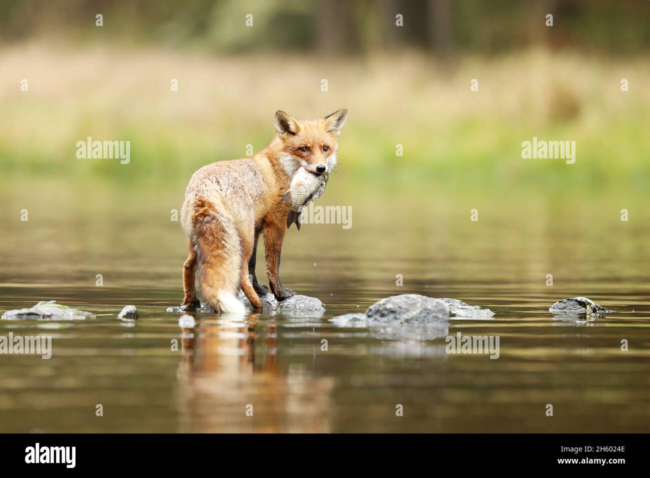 Red Fox con pesci preda nel fiume - Vulpes vulpes Foto Stock