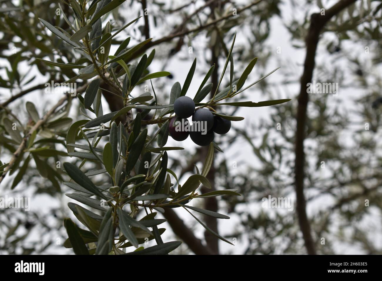 Foto di alcune olive di un olivo in Calabria Foto Stock
