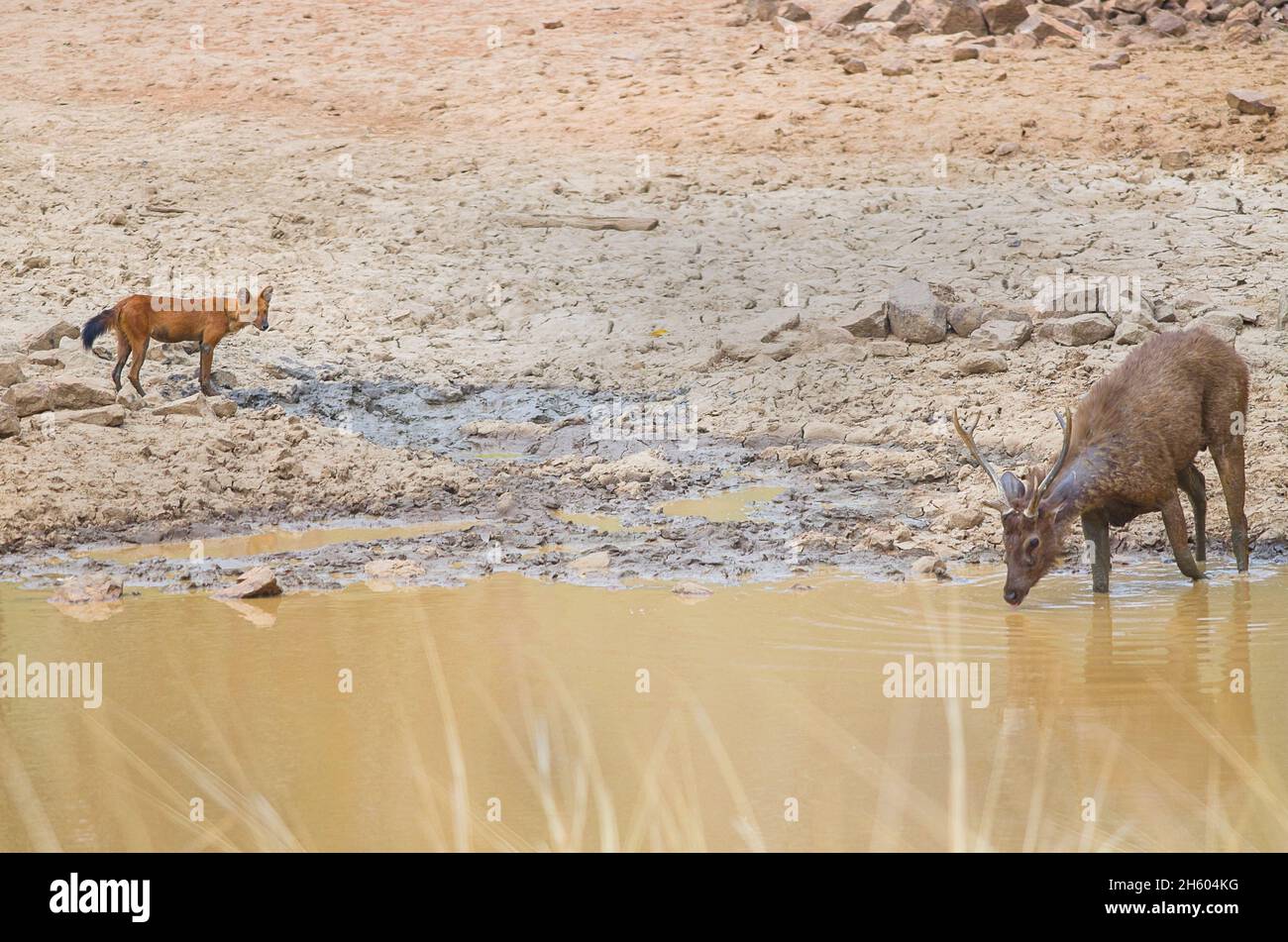 Cane selvatico asiatico/dhole (Cuon alpinus) che eyeing un cervo sambar (Rusa unicolor) che beve acqua da un waterhole Foto Stock