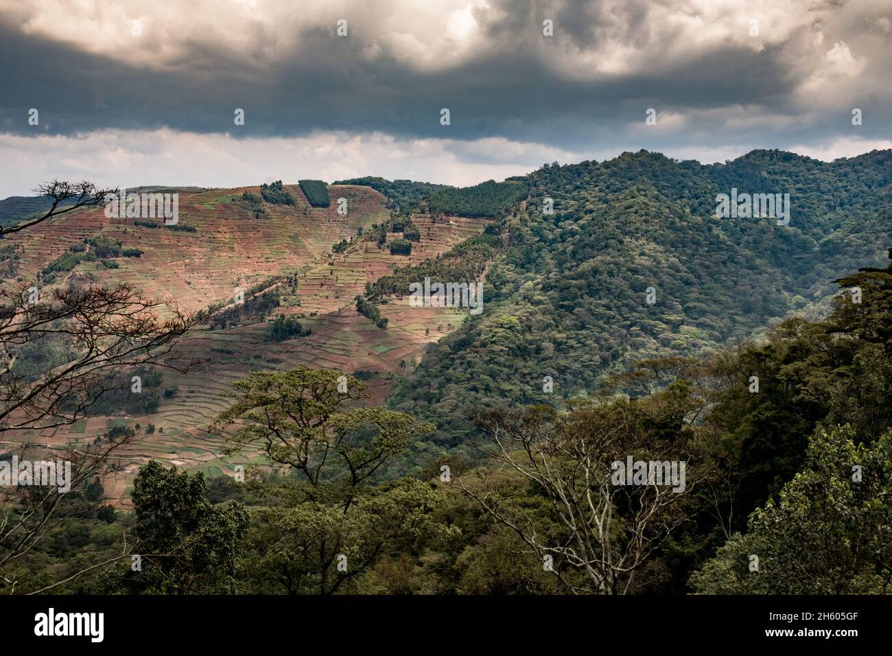 Settembre 2017. Lo sviluppo agricolo e la conseguente bonifica del terreno spingono fino ai confini impenetrabili del Parco Nazionale di Bwindi. Bordo orientale del Parco Nazionale impenetrabile di Bwindi. Foto Stock